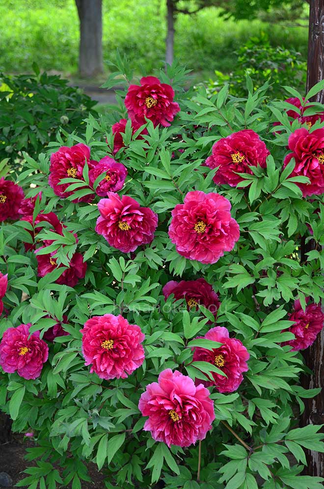 ボタン 陽明門｜花の手帖の牡丹図鑑