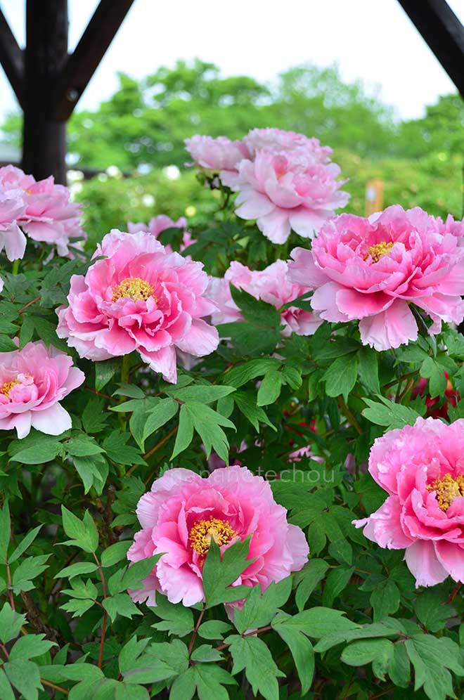 ボタン 瑞雲｜花の手帖の牡丹図鑑