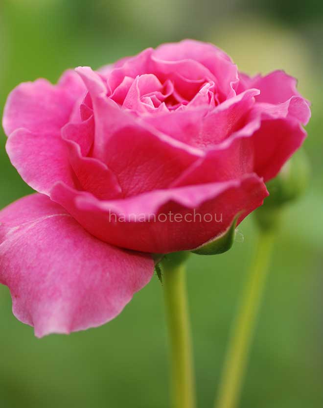 バラ アブデル｜花の手帖の薔薇図鑑