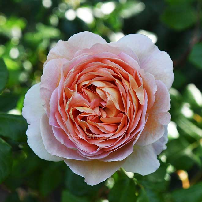 バラ アブラハム ダービー｜花の手帖の薔薇図鑑