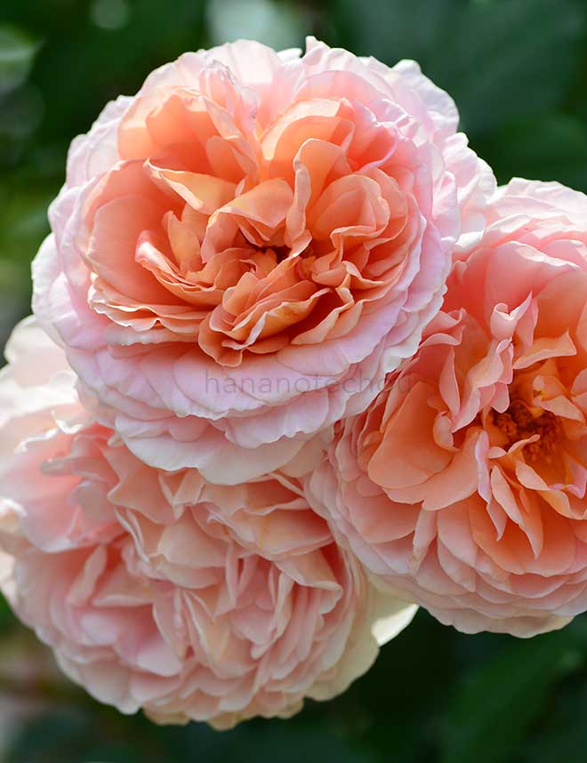 バラ アブラハム ダービー｜花の手帖の薔薇図鑑