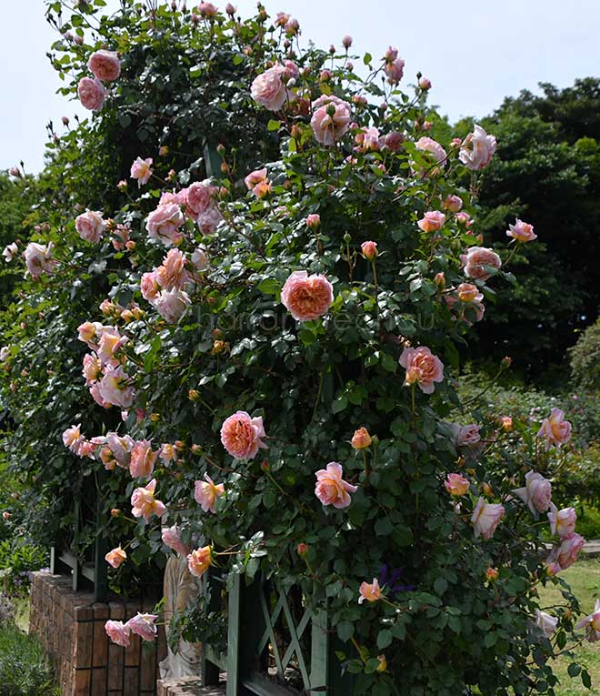バラ アブラハム ダービー｜花の手帖の薔薇図鑑