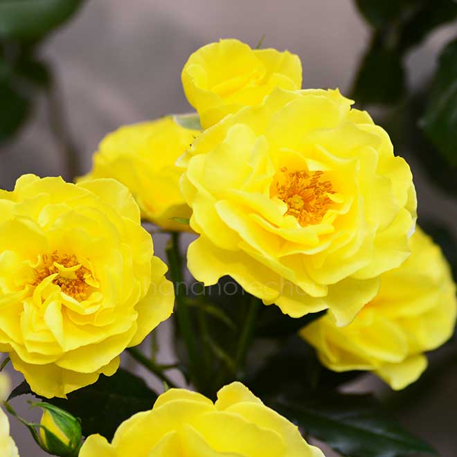 バラ アカデミー オルレアン｜花の手帖の薔薇図鑑