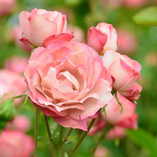 バラ アクロポリス ロマンティカ｜花の手帖の薔薇図鑑