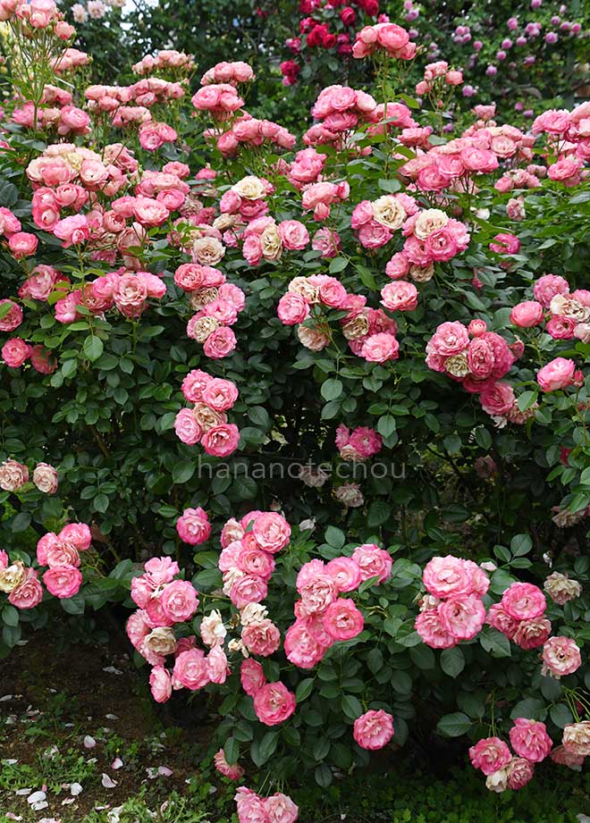 バラ アクロポリス ロマンティカ｜花の手帖の薔薇図鑑