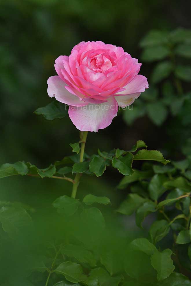 バラ アダージョ｜花の手帖の薔薇図鑑