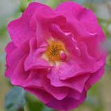 バラ ｜花の手帖の薔薇図鑑