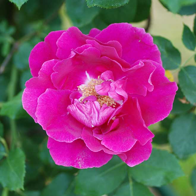 バラ 艶姿｜花の手帖の薔薇図鑑