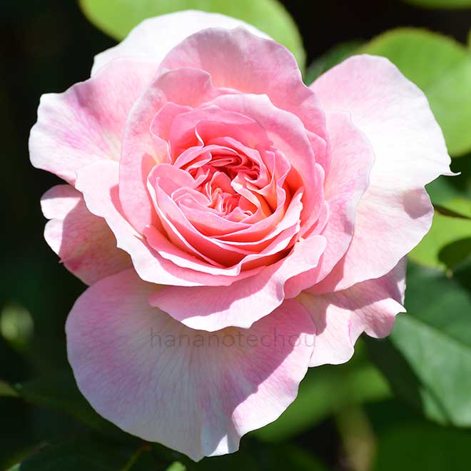 バラ アドマイアードミランダ｜花の手帖の薔薇図鑑