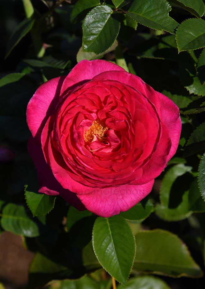 バラ アドーア ロマンティカ｜花の手帖の薔薇図鑑