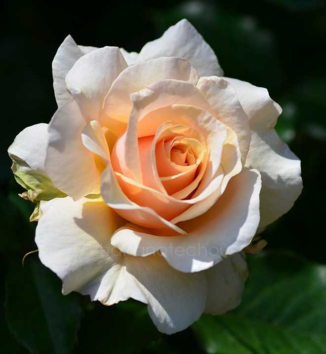 バラ ｜花の手帖の薔薇図鑑