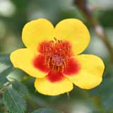 バラ アフガンガール｜花の手帖の薔薇図鑑