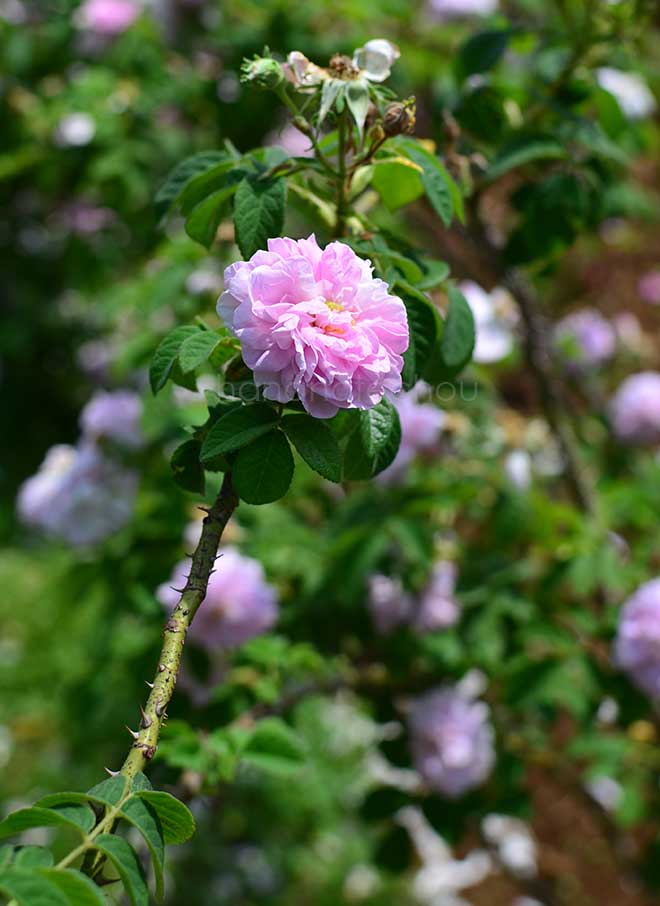バラ アガサ インカルナータ｜花の手帖の薔薇図鑑