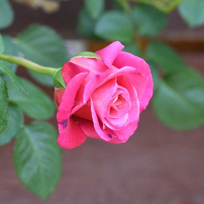 バラ アニエスシリジェル｜花の手帖の薔薇図鑑