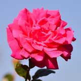 バラ アイーダ｜花の手帖の薔薇図鑑