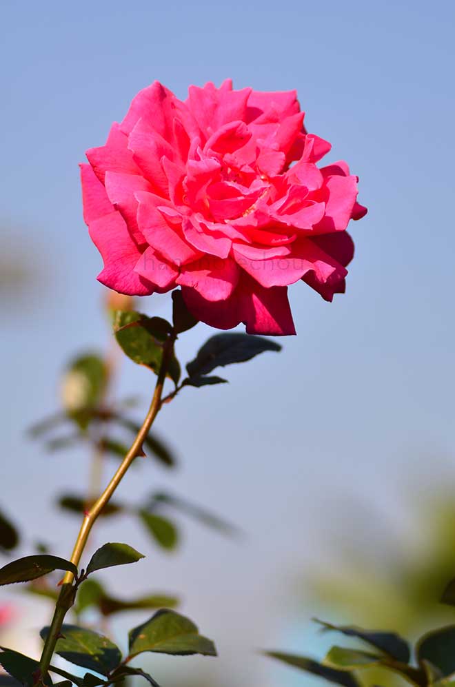 バラ アイーダ｜花の手帖の薔薇図鑑