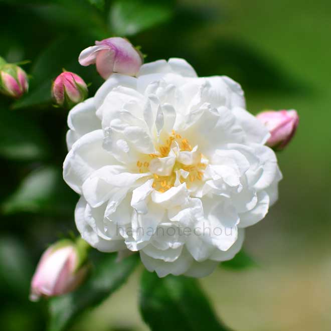 バラ エメ ビエール｜花の手帖の薔薇図鑑