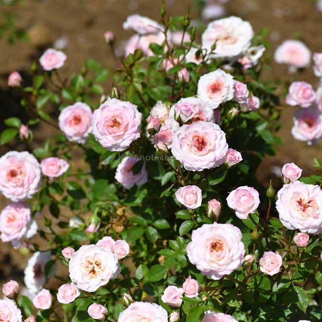 バラ エールフランス｜花の手帖の薔薇図鑑