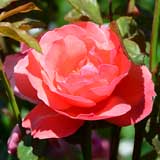 バラ 茜雲｜花の手帖の薔薇図鑑