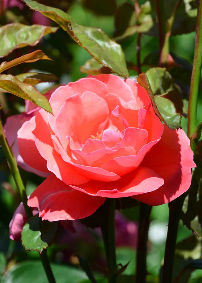 バラ 茜雲｜花の手帖の薔薇図鑑