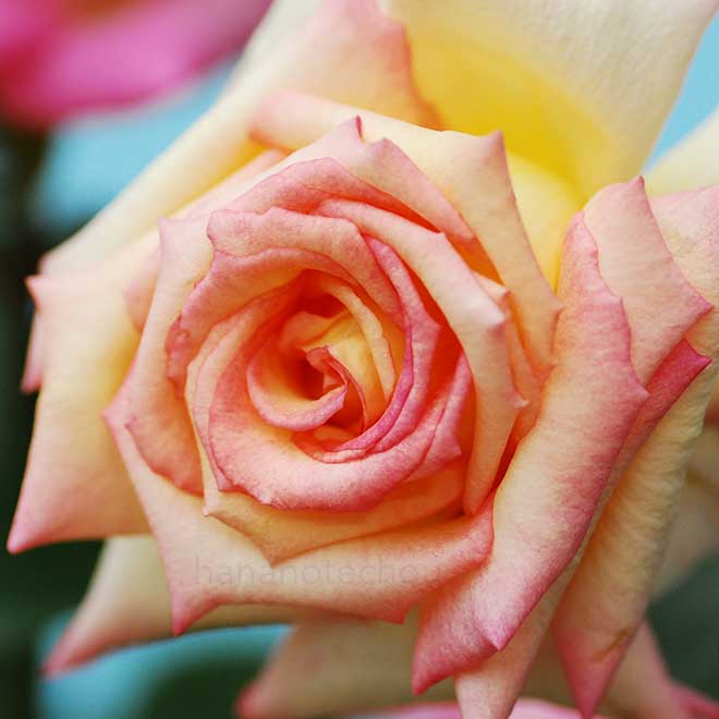 バラ あけぼの
｜花の手帖の薔薇図鑑