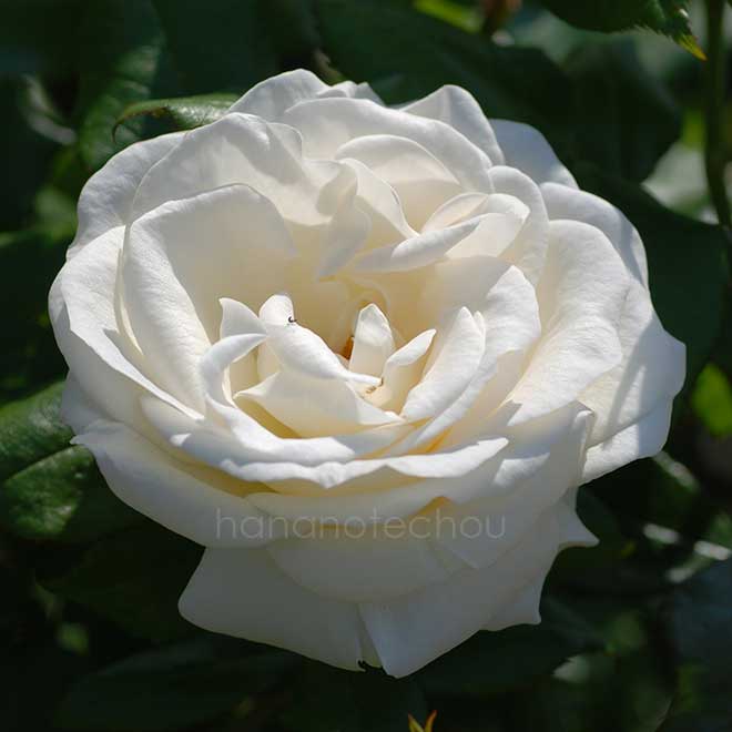 バラ アキト｜花の手帖の薔薇図鑑