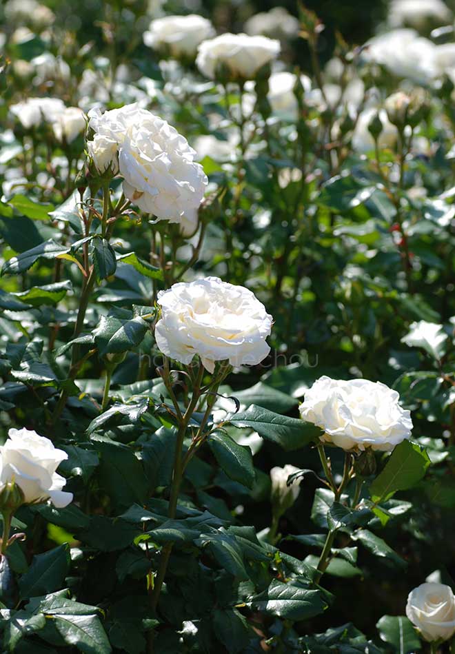 バラ アキト｜花の手帖の薔薇図鑑