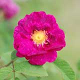 バラ アラン ブランシャール｜花の手帖の薔薇図鑑