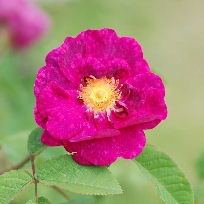 バラ アラン ブランシャール｜花の手帖の薔薇図鑑