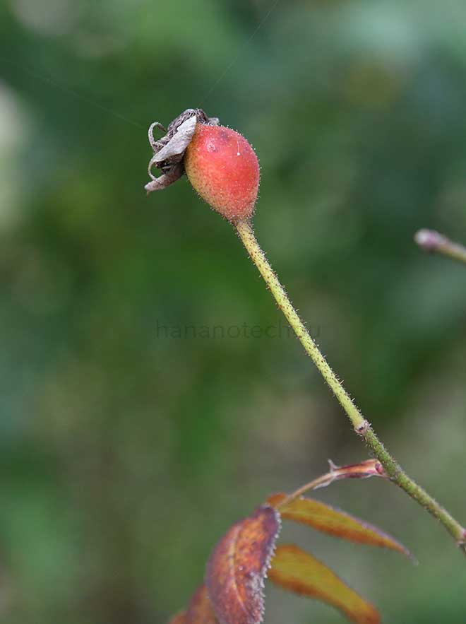 バラ アラン ブランシャール｜花の手帖の薔薇図鑑