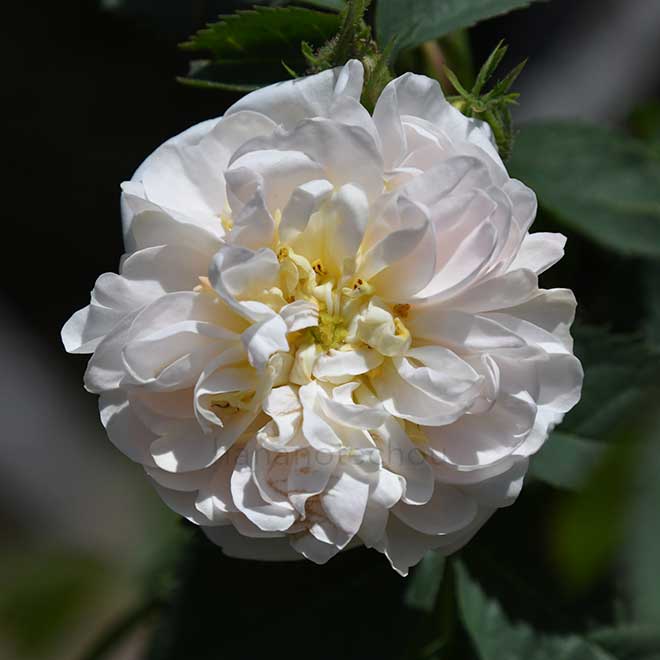 バラ アルバ マキシマ｜花の手帖の薔薇図鑑