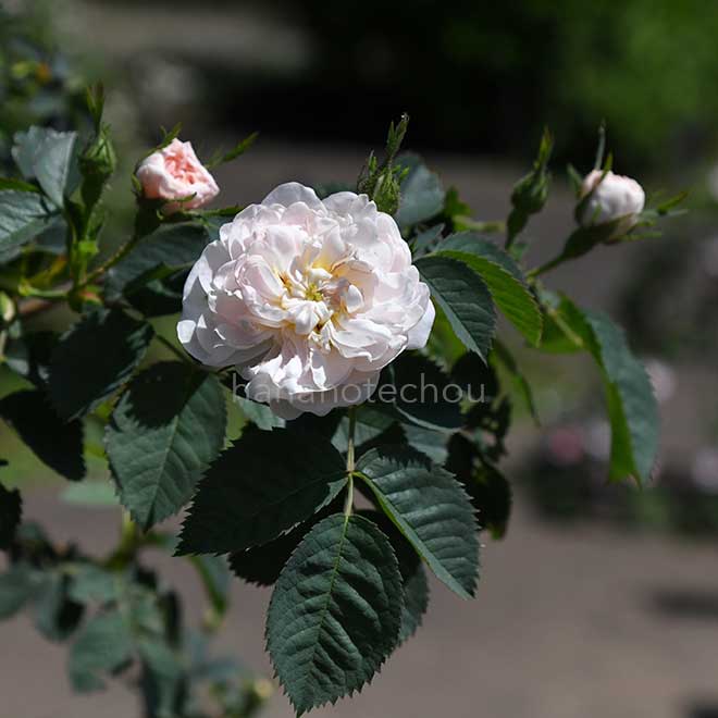 バラ アルバ マキシマ｜花の手帖の薔薇図鑑