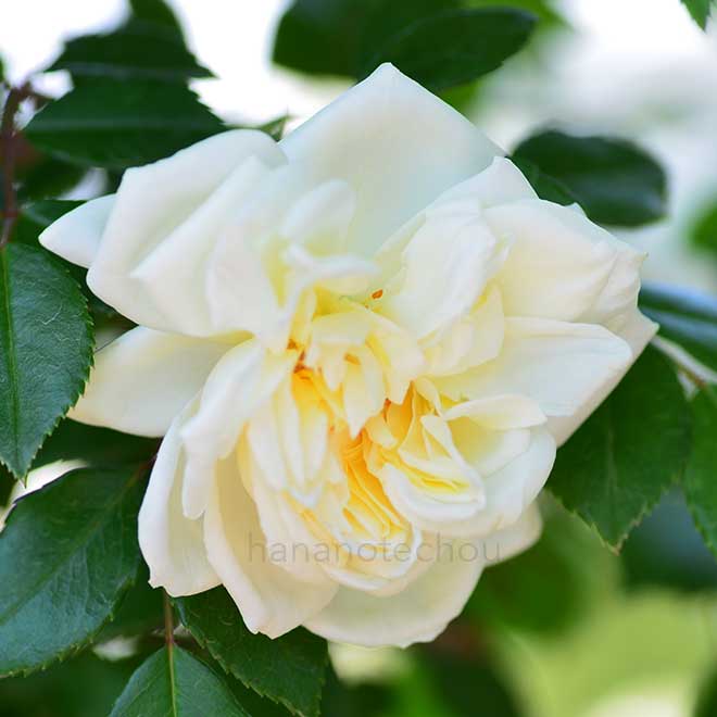 バラ ｜花の手帖の薔薇図鑑