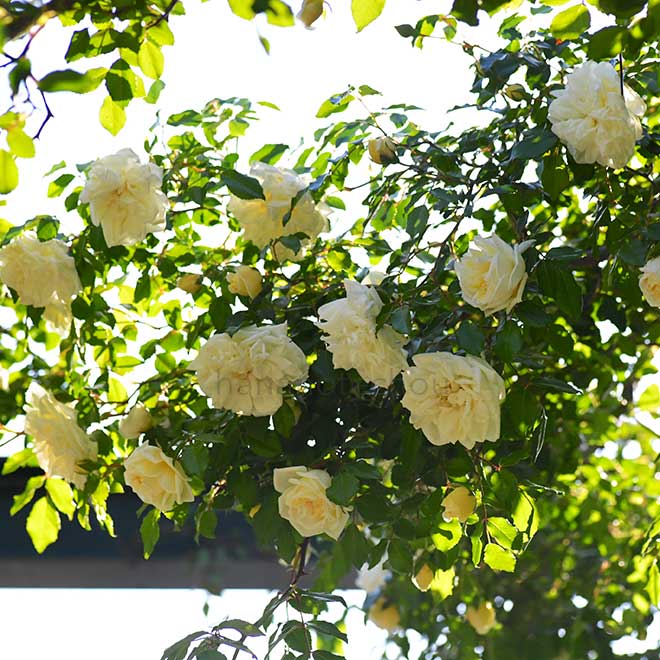 バラ ｜花の手帖の薔薇図鑑