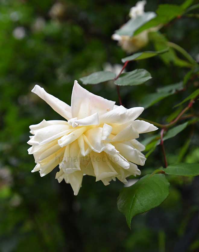 バラ アルバート ホフマン｜花の手帖の薔薇図鑑