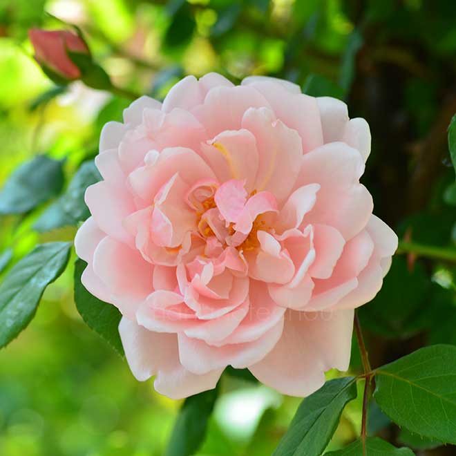 バラ アルベルティーヌ｜花の手帖の薔薇図鑑