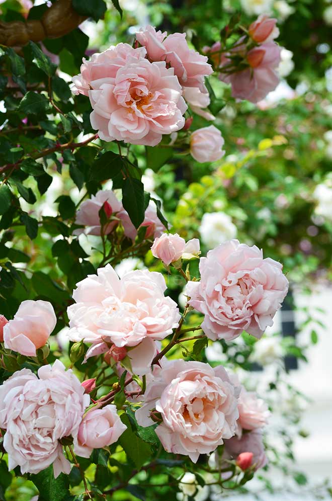 バラ アルベルティーヌ｜花の手帖の薔薇図鑑