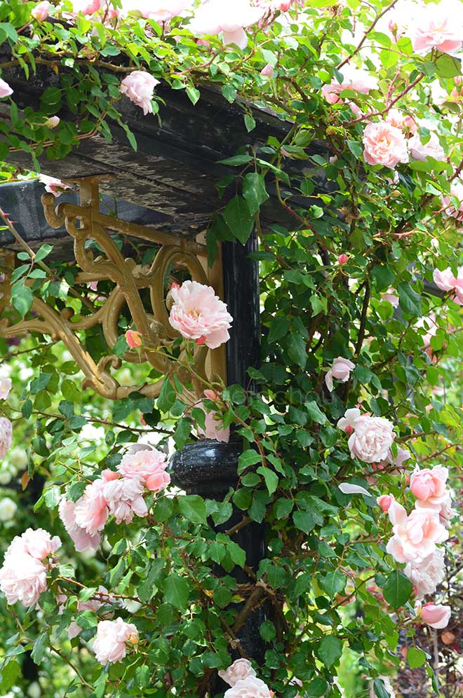 バラ アルベルティーヌ｜花の手帖の薔薇図鑑