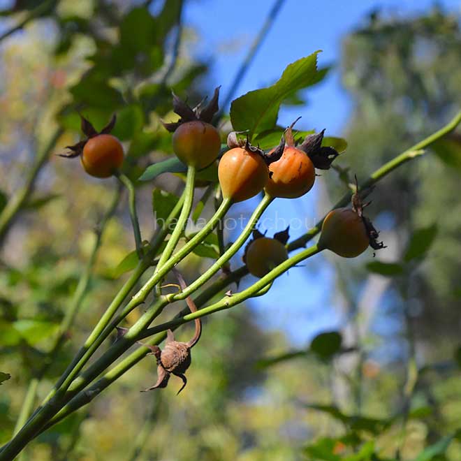 バラ つる アルバート ラ ブロタイス｜花の手帖の薔薇図鑑