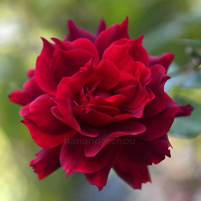 バラ アルチーナ｜花の手帖の薔薇図鑑