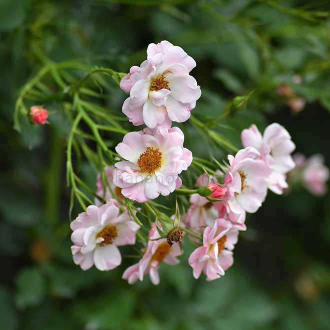 バラ アリスの夢｜花の手帖の薔薇図鑑