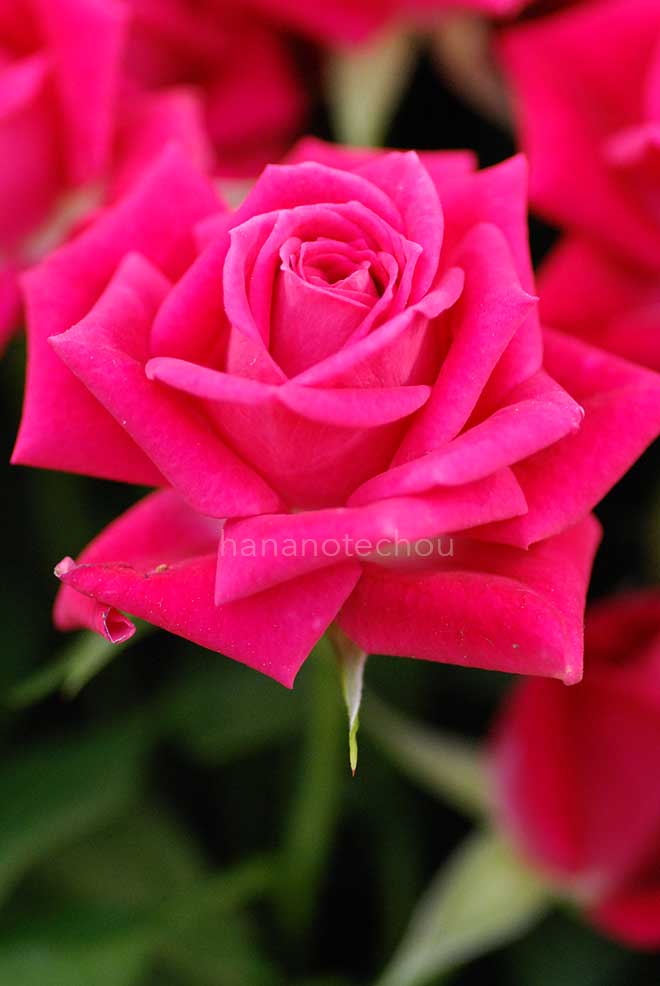 バラ アリシア｜花の手帖の薔薇図鑑