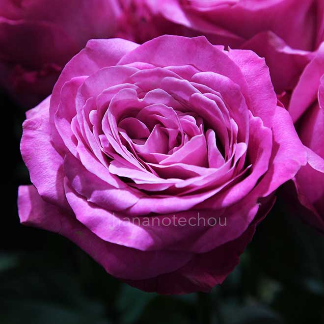 バラ オール ４ ラブ+｜花の手帖の薔薇図鑑