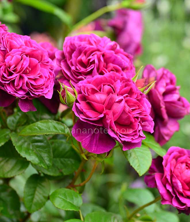 バラ アレゴリー｜花の手帖の薔薇図鑑