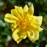 バラ オールゴールド｜花の手帖の薔薇図鑑