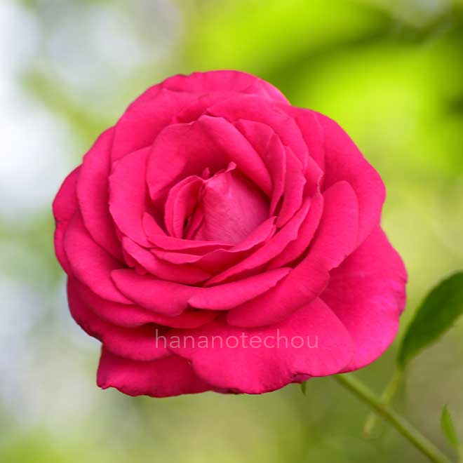 バラ オール マイ ラビング｜花の手帖の薔薇図鑑