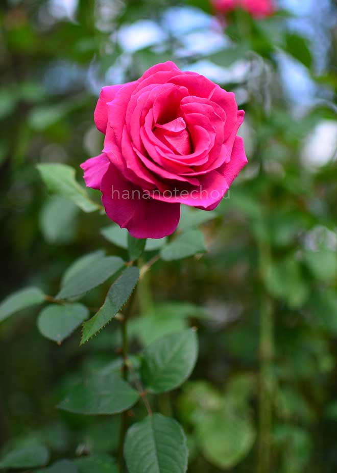 バラ オール マイ ラビング｜花の手帖の薔薇図鑑