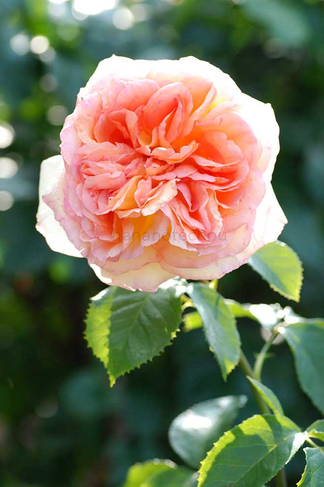 バラ アルフォンス ドーデ
｜花の手帖の薔薇図鑑