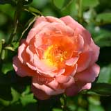 バラ アルパインサンセット｜花の手帖の薔薇図鑑