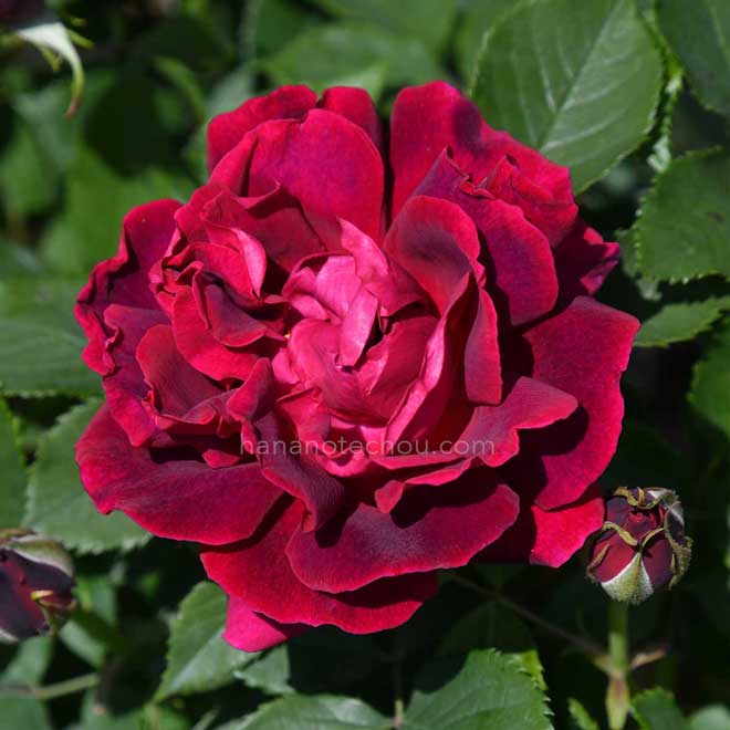 バラ アルステルウーアー｜花の手帖の薔薇図鑑